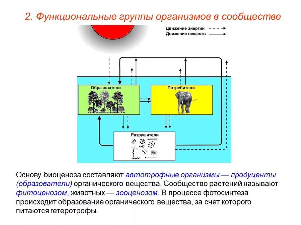 Биогеоценоз и биоценоз функциональные группы организмов. Функциональные группы организмов в сообще. Функциональные группы экосистемы. Группы организмов в экосистеме. Таблица функциональные группы организмов