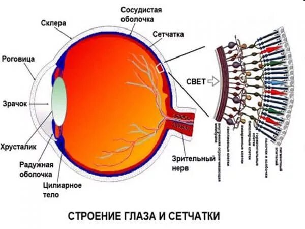 Строение сетчатки рисунок. Строение сетчатки глаза анатомия. Строение и функции сетчатки глаза физиология. Сетчатая оболочка глаза анатомия. Структура сетчатки глаза анатомия.