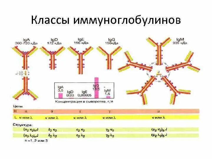 Иммуноглобулин т. Иммуноглобулины а е м g функции. Классы иммуноглобулинов g IGG. 5 Классов иммуноглобулинов таблица. Иммуноглобулины - это сывороточные белки, относящиеся.