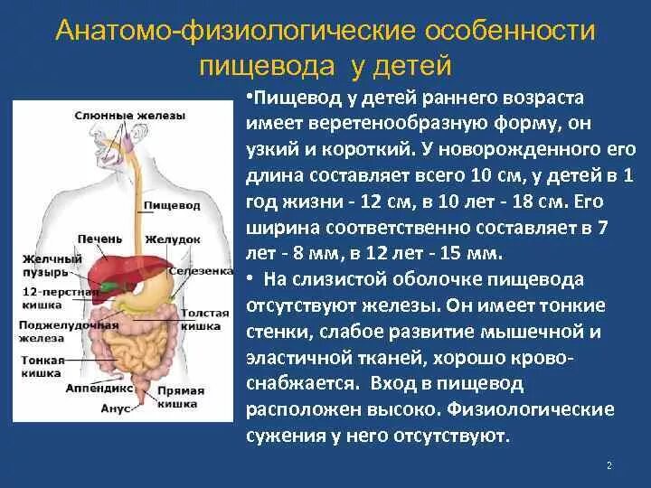 Длина пищевода в зависимости от возраста. Пищевод относительно позвоночника. Возрастные особенности пищевода у детей. Длина пищевода к 5 годам. Отличие новорожденного от взрослого.