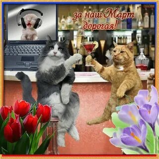 День кошек гифки