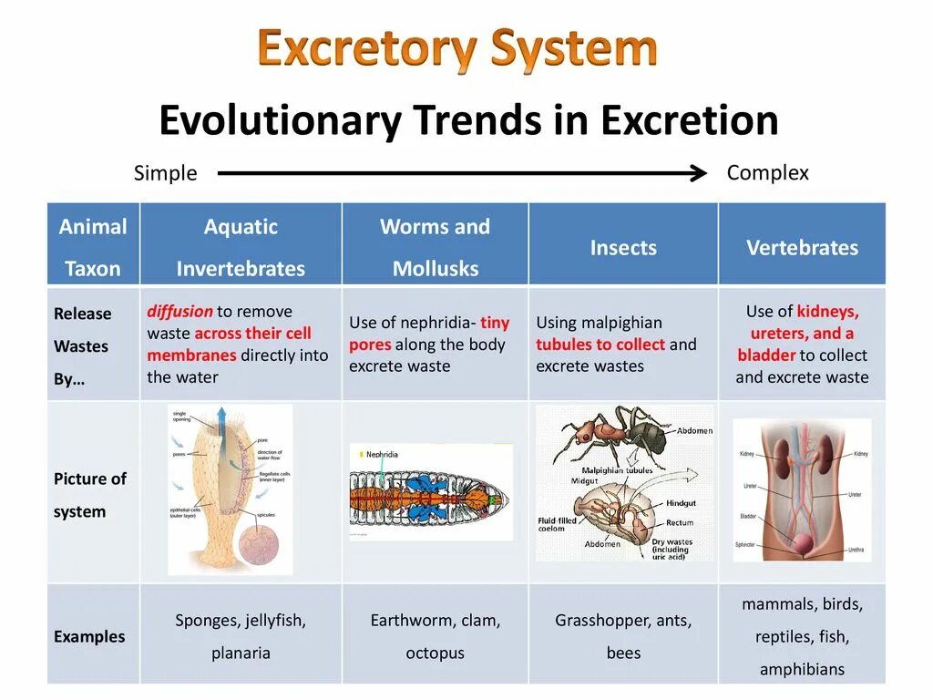 Evolution systems. Excretory System of Planaria. Excretion in animals. Excretory System in worms. Excretory System Fish.