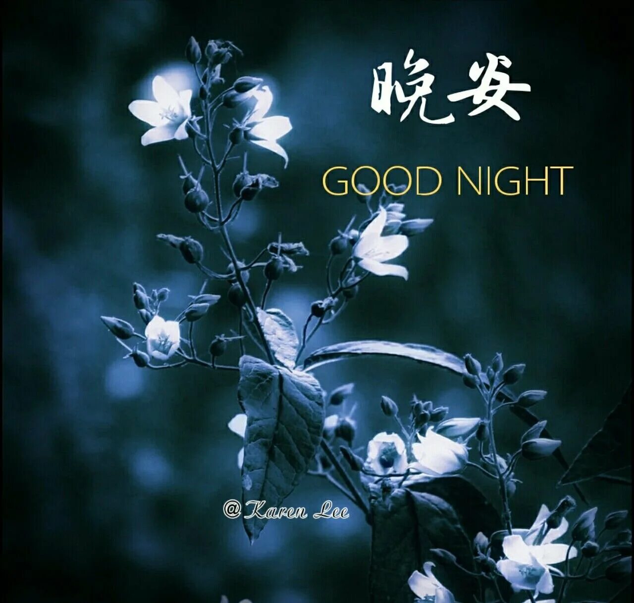 Ночной цветок. Цветы спи ночь. Розы на постели. Растения ночью. Линда вестин фотограф.