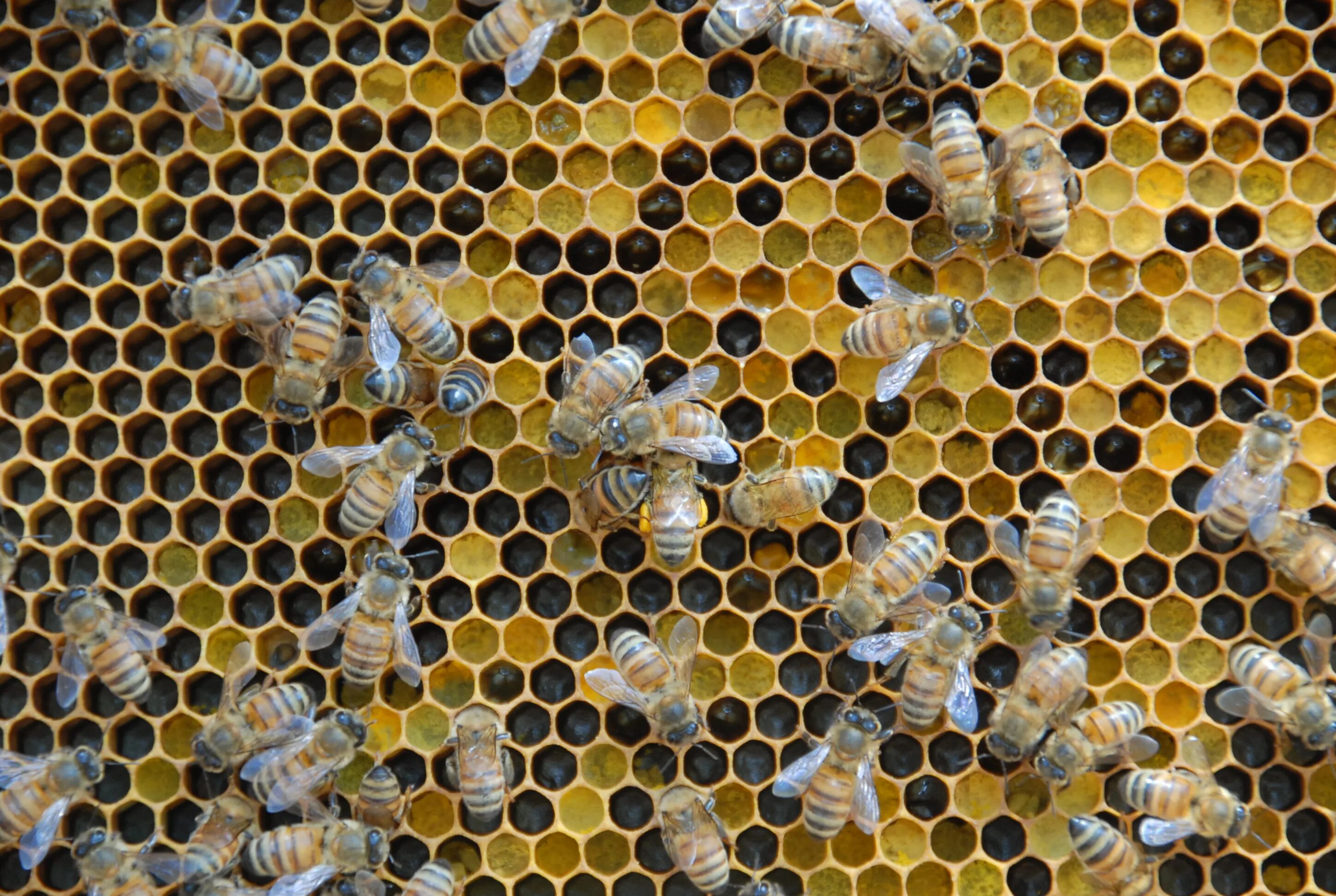 Bee home. Nectar hive. abstrack bee pollen comb. bee home texture.