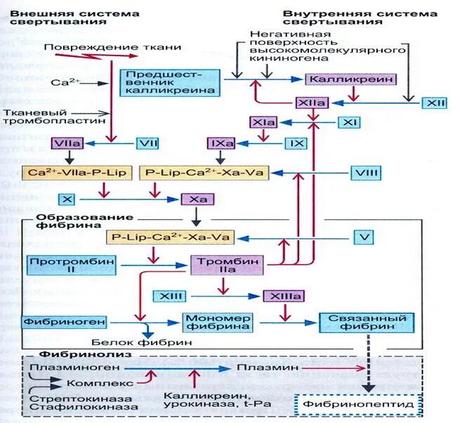 Схема свертывания крови антикоагулянты. Свертывающая и противосвертывающая системы крови схема. Механизм действия антикоагулянтов схема. Каскадная схема свертывания крови.