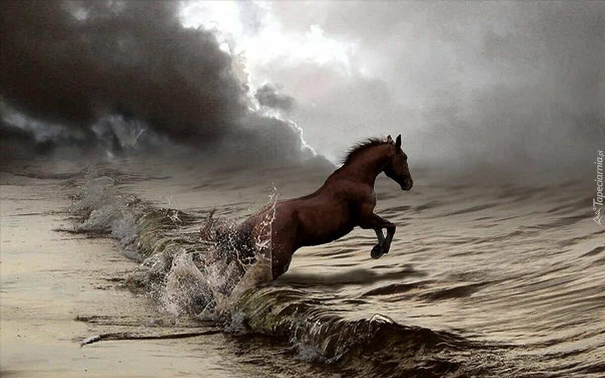 Лошадь бежит по воде. Одинокая лошадь. Лошади и море. Конь шторм.