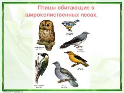 Укажи птицу