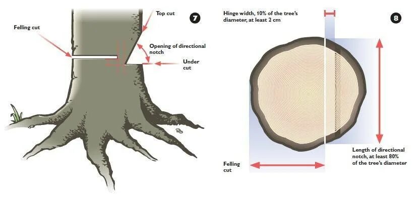 Направить в нужном направлении. Валка дерева бензопилой схема. Технология Валки деревьев. Как правильно спилить дерево бензопилой в нужную. Как правильно повалить дерево бензопилой.