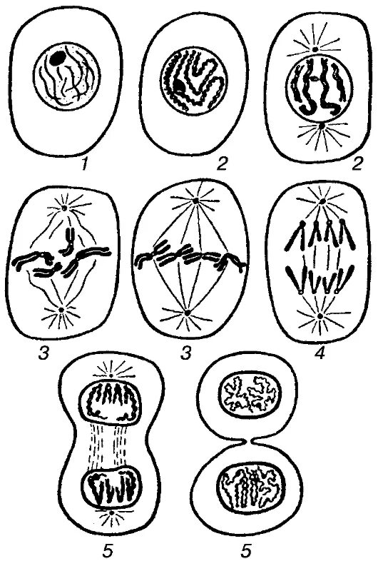 Стадии деления клетки митоз. Фазы деления митоза. Фазы митотического деления клетки. Деление клетки митоз схема. 5 фаз деления клетки