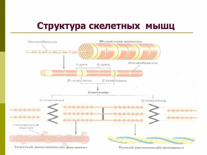 В состав мышцы входит