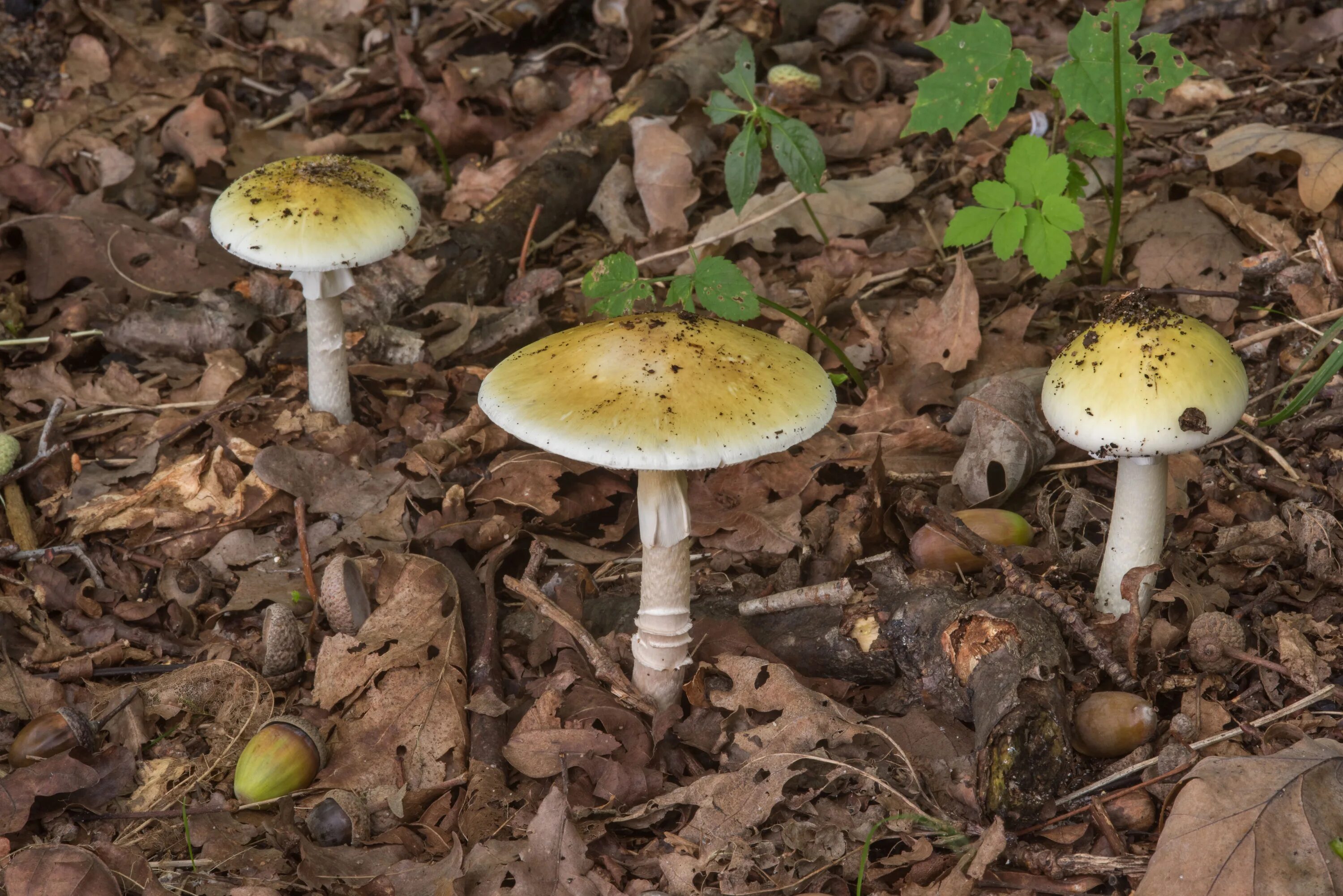 Бледная поганка гриб. Бледная поганка (Amanita phalloides). Amanita phalloides гриб. Бледная поганка (мухомор зеленый). Поганки 7