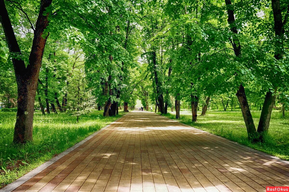 «дорожка в парке» сергея виноградова. каждой аллее. аллее падеж. пешеходная аллея белгород. волжский бульвар парк скамейки.