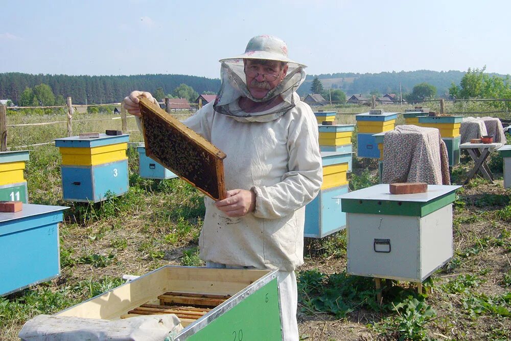 Какую работу выполняет пчеловод. Пчеловод (пасечник) профессия. пчеловодное хозяйство &quot;пасечник шишкин&quot;. пасечник профессия. мед башкирии бортевое пчеловодство.