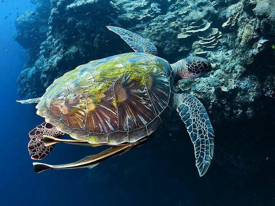 Морской мир россии. Морская черепаха. Комменсализм морская черепаха. Подводный мир черепахи. Жители океана.