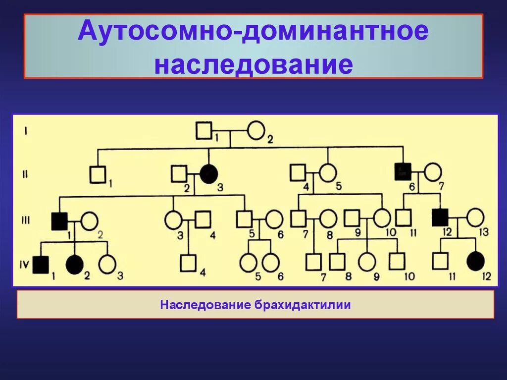 Аутосомно-доминантное наследование. Аутосомно-доминантный Тип наследования. Тип наследования брахидактилии. Аутосомно доминантный генеалогия. Аутосомное наследование пример