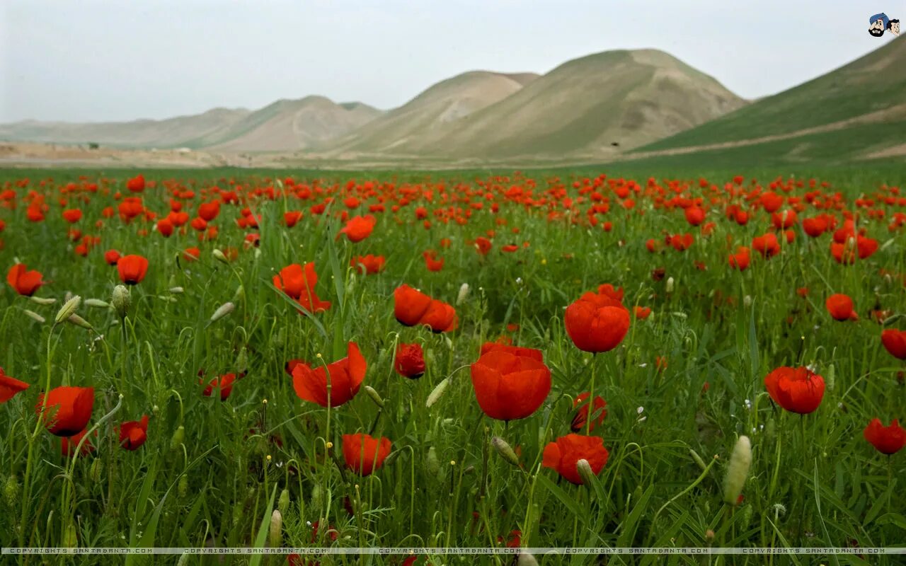 тюльпан регеля. тюльпан альберта. красный тюльпан афганистана казань. афган тюльпаны. акция красный тюльпан афганистан.