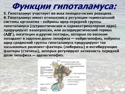 Гипоталамус в организме человека