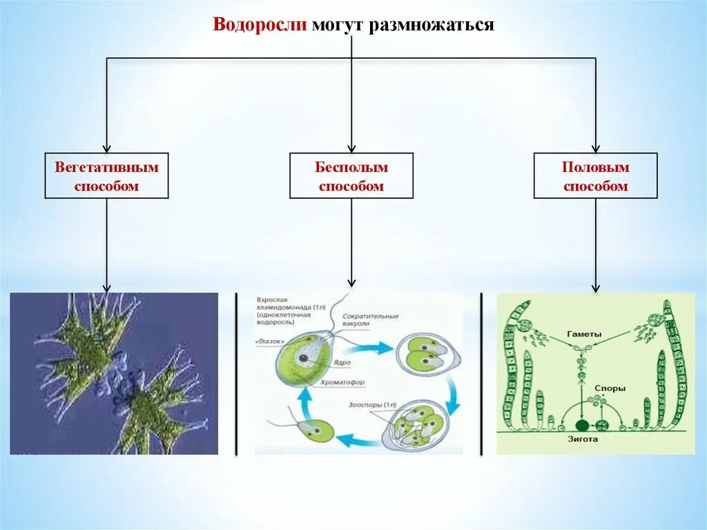 Отделы водорослей биология. Размножение зелёных водорослей схзема. Классификация водорослей схема. Водоросли строение и размножение 5 класс. Зеленые водоросли схема.