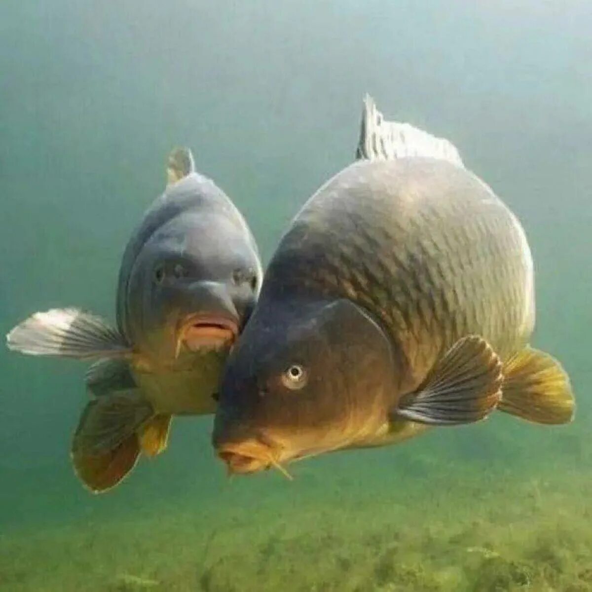Carp карп. Карп. живая рыба. рыба речная карп. сазан пресноводные рыбы.