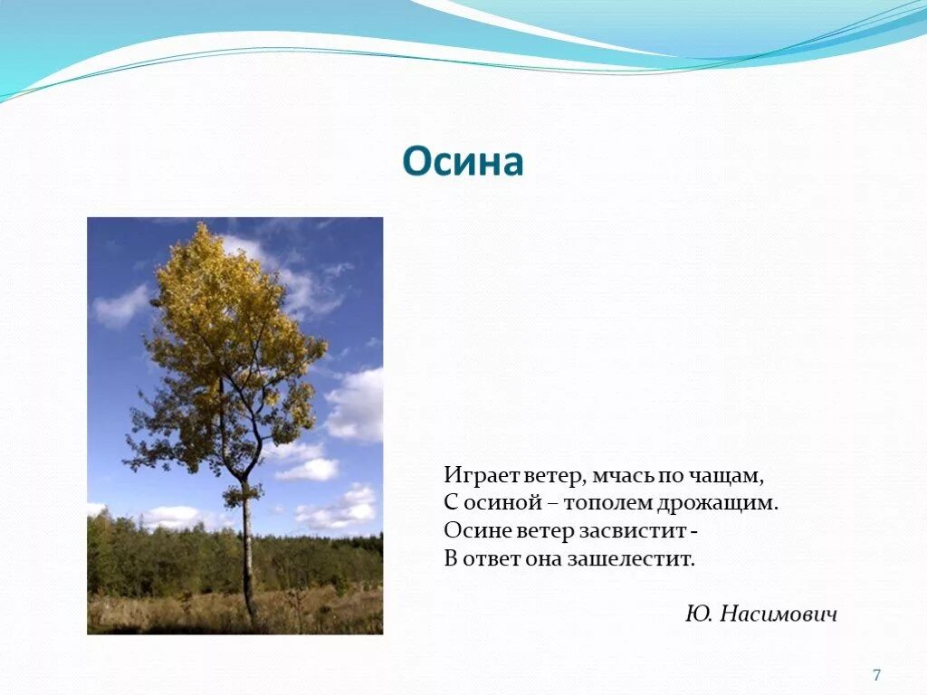 Загадка про осину. Стихи про осину для детей. Загадка про осину для детей. Осина на ветру. Тополя слова текст