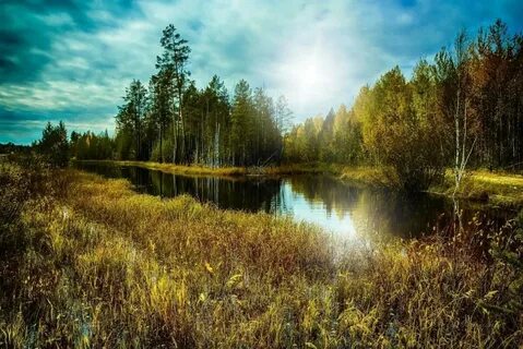 Лесной пейзаж фото