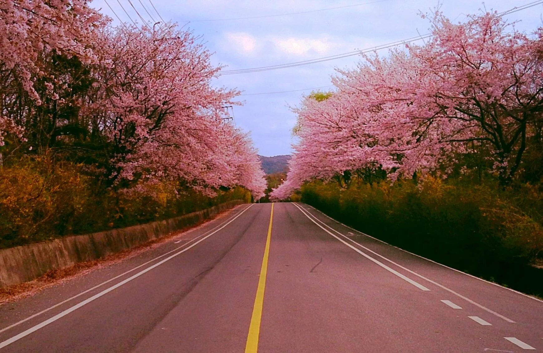 Yellow spring road япония. Корея черри блоссом. Чеджу Южная Корея Сакура. Корея Сеул Сакура. Южная Корея Эстетика природа.