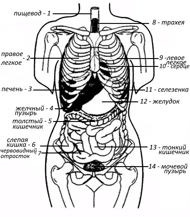 Расположение внутренних органов человека в брюшной. Анатомия человека расположение органов брюшной полости. Строение ЖКТ человека схема с ребрами. Схема органов брюшной полости. Схема органов брюшной полости человека женщины.