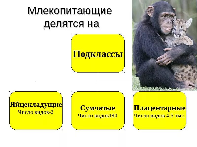 Группы высших млекопитающих. Млекопитающие делятся на. классы млекопитающих. класс млекопитающие делится на подклассы. млекопитающие разделяется на.