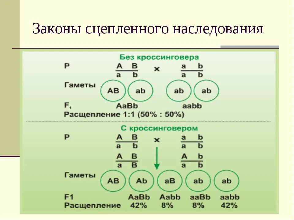 Схема неполного сцепленного наследования. Анализирующее скрещивание сцепленное наследование. Сцепленное наследование признаков кроссинговер. Расщепление фенотипов при кроссинговере. Схема скрещивания.