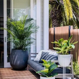 Modern plants