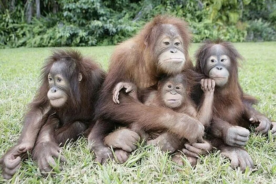 Мартышковые приматы. Западный шимпанзе. Шимпанзе 4. Прикольные обезьяны. Четыре обезьяны.