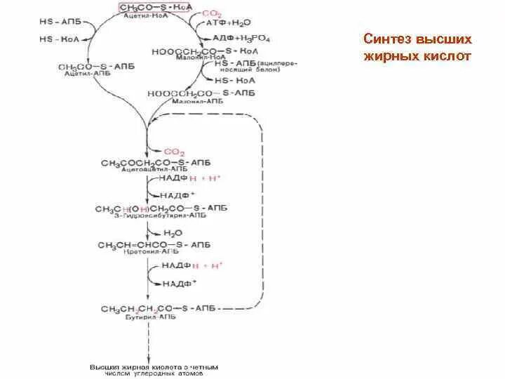 Синтез вжк. Синтез высших жирных кислот схема. Синтез жирных кислот биохимия схема. Биосинтез жирных кислот схема. 32. Синтез высших жирных кислот.