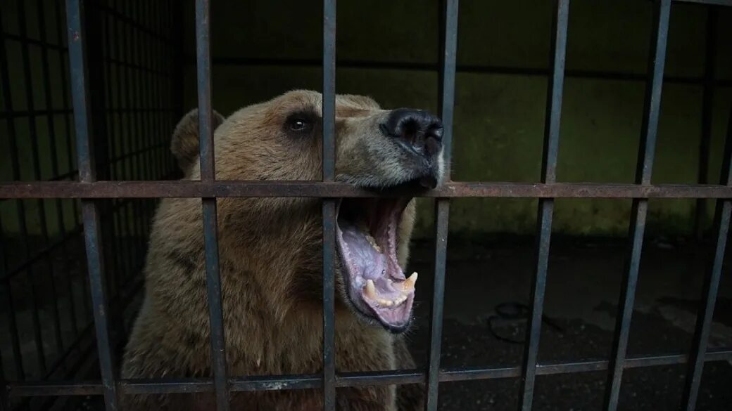 Сколько живут медведи в неволе. Медведь в зоопарке. Медведь в неволе.