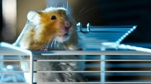 Network is overloaded hamster