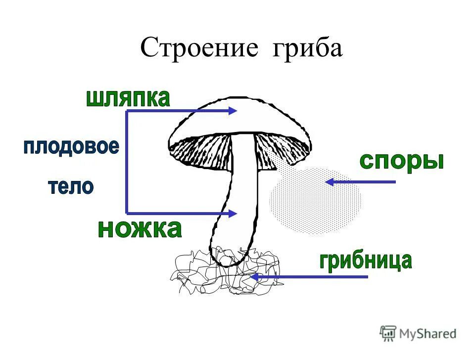 Строение шляпочного гриба 7 класс биология. Структура шляпочного гриба. Строение шляпочного гриба строение. Внешнее строение шляпочных грибов. Рисунок схема шляпочного гриба.