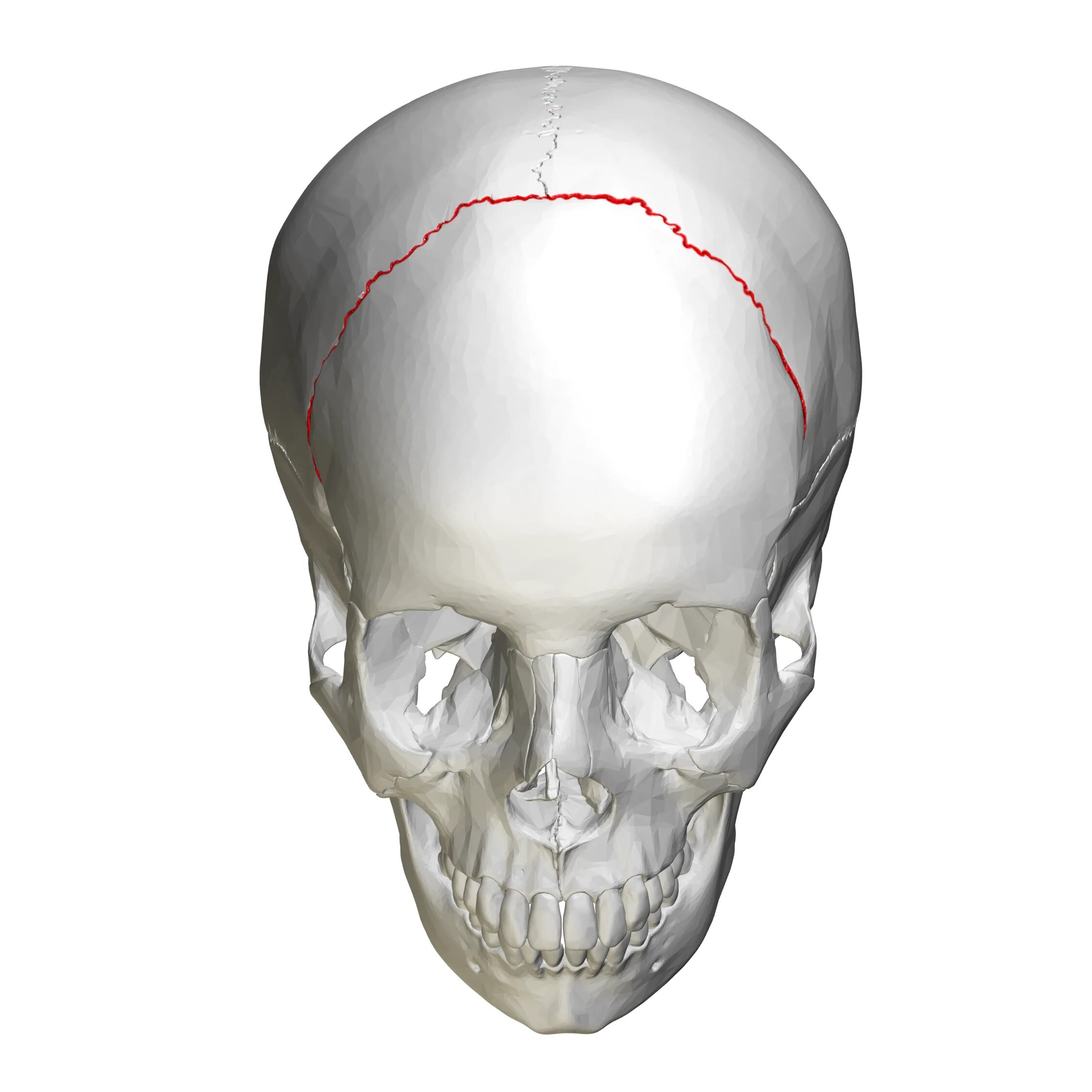 Кости черепа. Bone head