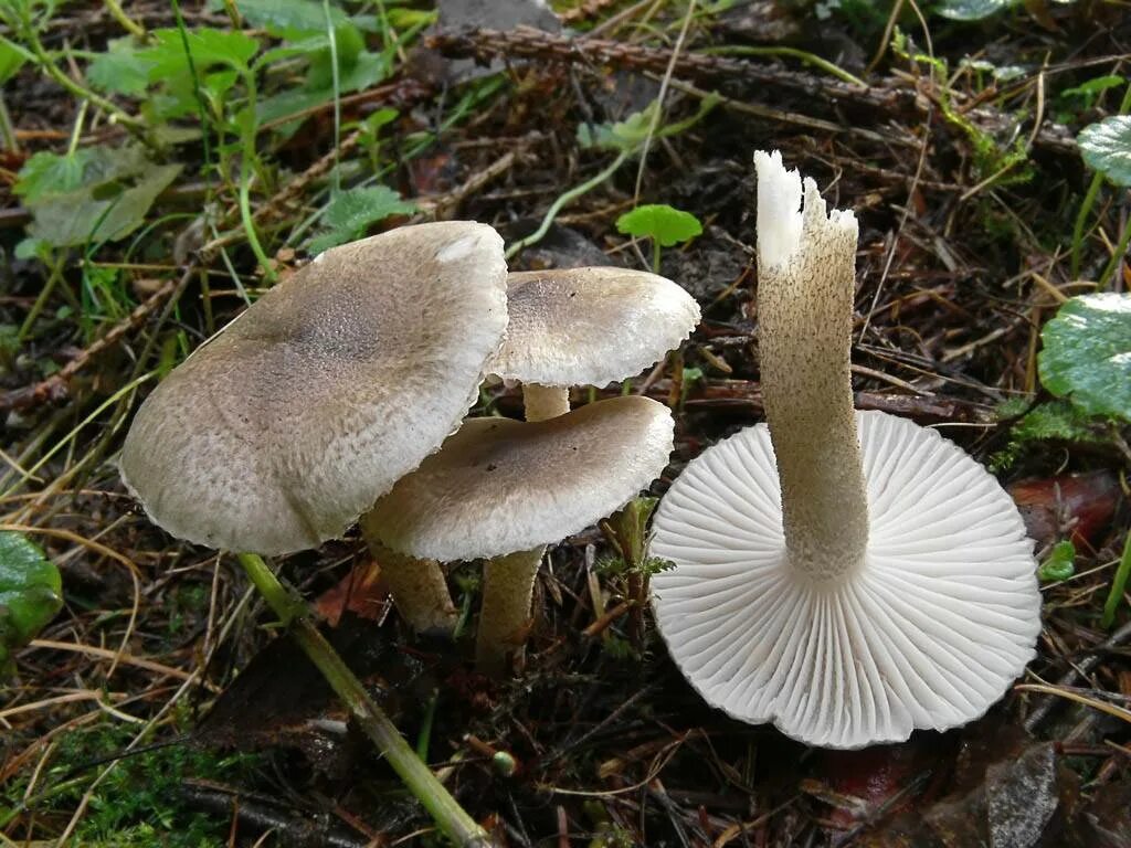 гигрофор оливково-бурый. грибы гигрофоры съедобные. гигрофор оливково-бурый. гигрофор оливково-бурый. грибы гигрофоры съедобные.