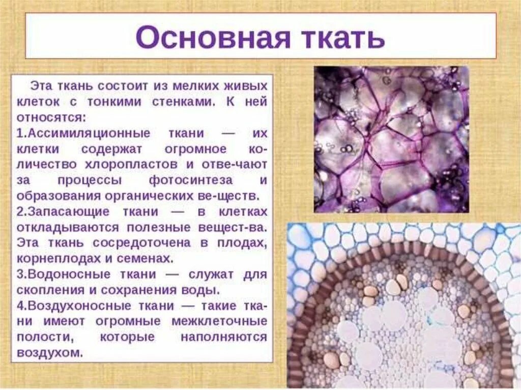 Запасная ткань растений. Строение клетки основной ткани. Строение запасающей ткани растений. Запасающая ткань. Основная ткань растений строение.