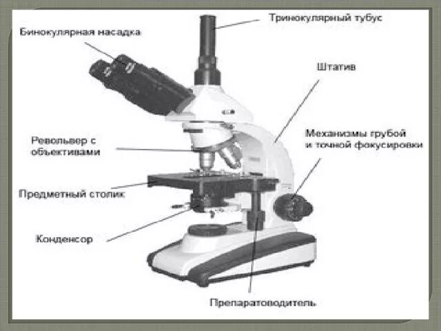 Части микроскопа выполняют функции предметный столик. Тубус микроскопа. Тубус светового микроскопа. Тубус часть микроскопа. Строение микроскопа тубус.
