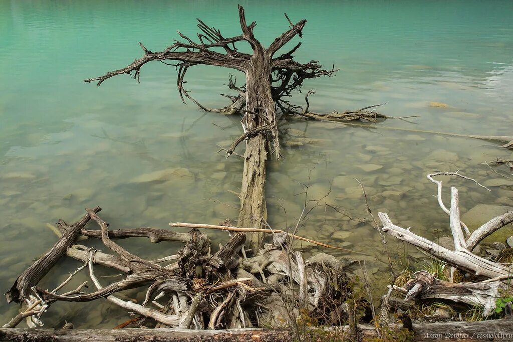 Коряги Рыбинского водохранилища. Коряга Черемшанская. Коряги Волга.