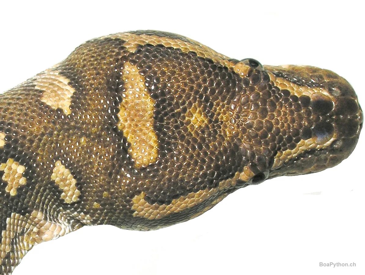 Head python
