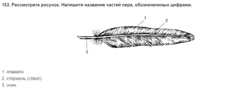 Рассмотрите набор перьев найдите среди них контурное. Перо птицы строение. Перо название частей. Строение контурного пера. Строение контурного пера птицы.