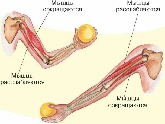 Мышцы сокращаются и расслабляются