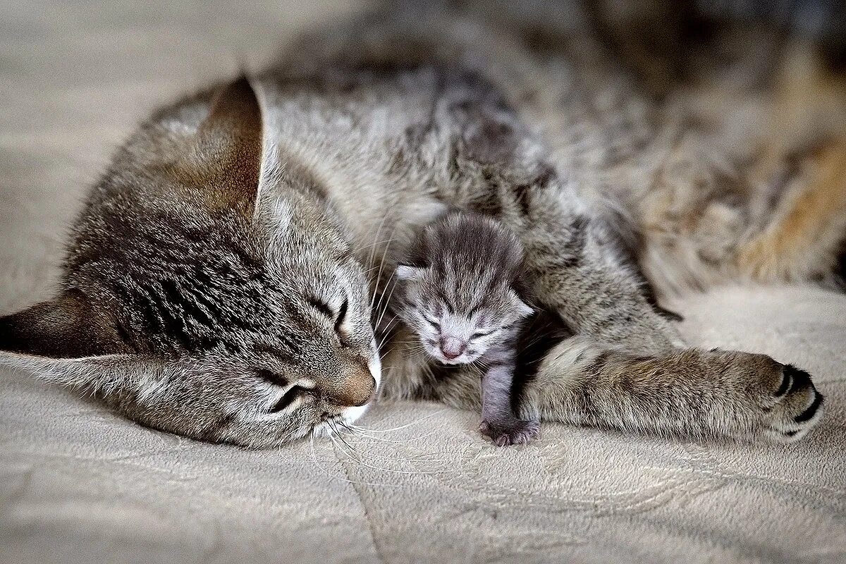Маленькие котята с мамой. Мама кошка. Котята с мамой. Котик с мамой. Мама кошка и котенок.