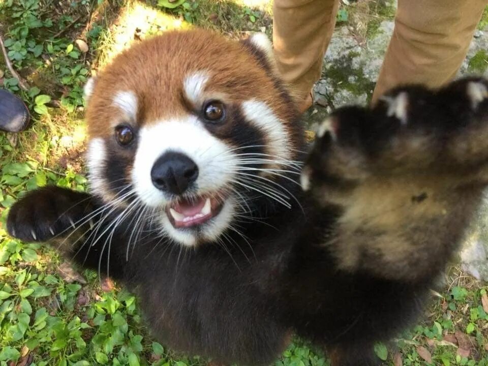 Day pandas. Красная панда. международный день красной панды international red panda day. красная панда ночной образ жизни. красная панда в боевой стойке.