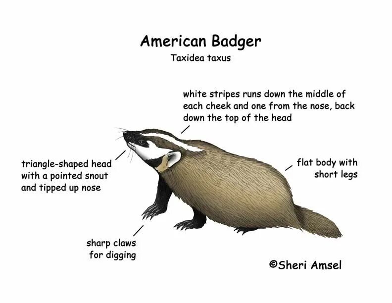 Badger на русском. Барсук анатомия. медоед анатомия. badger перевод. медоед классификация.
