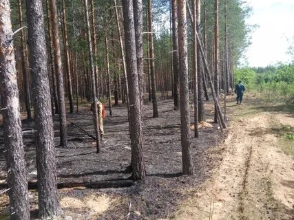 Осинское лесничество