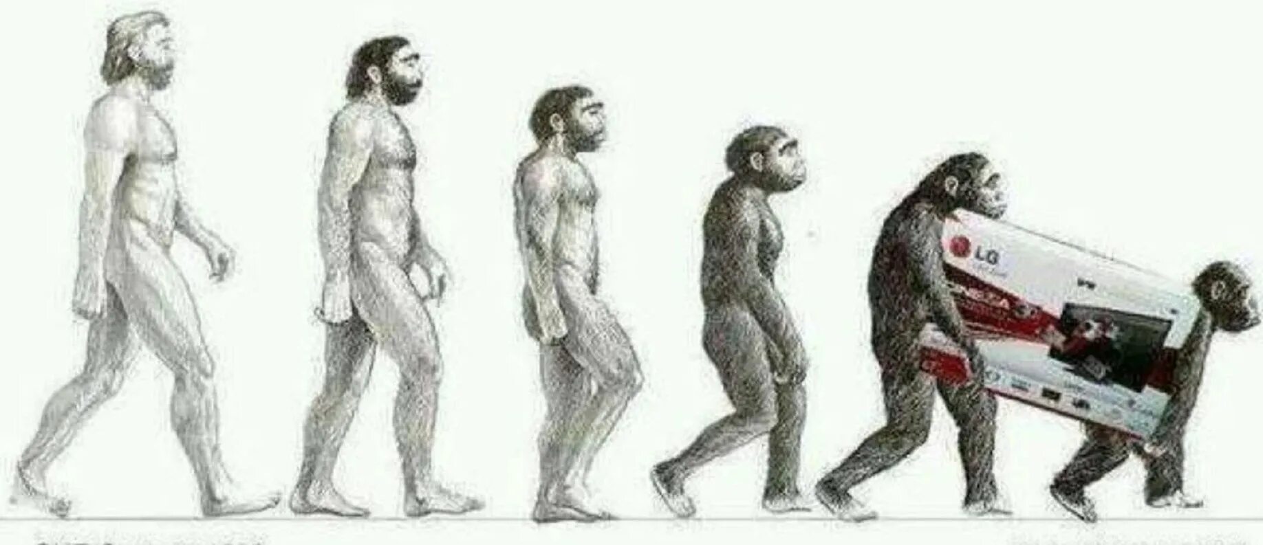 Эволюционирует ли человек. Эволюция Дарвин хомо. Теория эволюции Дарвина. Теория Дарвина о эволюции человека. Человек превращается в обезьяну.