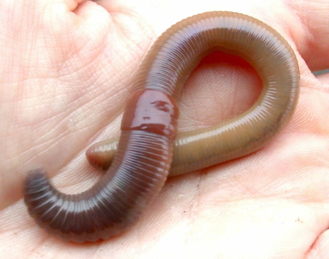 Лестничные черви. Червь Земляной (Lumbricus terrestris). Кольчатые черви дождевые.