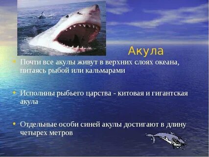 Где обитают акулы